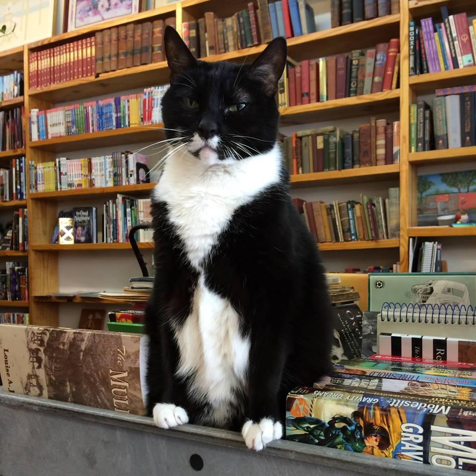 Bookstore Cat: 'Customer Service Isn't Exactly Her Specialty' | Shelf