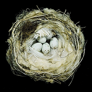 Nests: Fifty Nests and the Birds that Built Them 