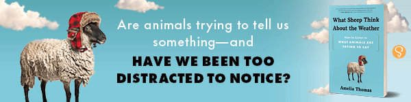 Sourcebooks: What Sheep Think about the Weather: How to Listen to What Animals Are Trying to Say by Amelia Thomas