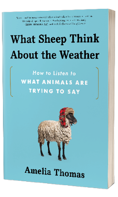 Sourcebooks: What Sheep Think about the Weather: How to Listen to What Animals Are Trying to Say by Amelia Thomas