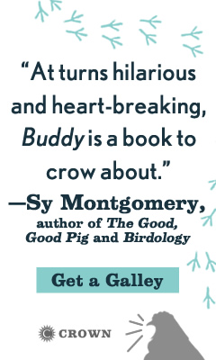 Crown: Buddy: How a Rooster Made Me a Family Man by Brian McGrory