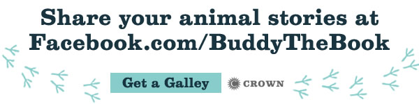 Crown: Buddy: How a Rooster Made Me a Family Man by Brian McGrory