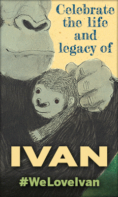 Houghton Mifflin Harcourt Children's: Ivan by Katherine Applegate