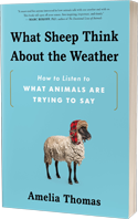 GLOW: Sourcebooks: What Sheep Think About the Weather: How to Listen to What Animals Are Trying to Say by Amelia Thomas